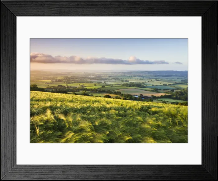 Framed Print : Golden ripened corn growing in a hilltop field in rural Devon, England