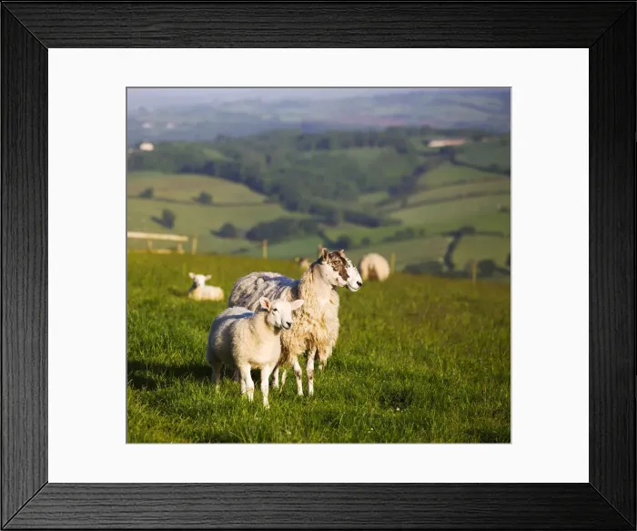 Framed Print : Ewe and lamb in a field in Devon, England. Summer (June) 2009 Framed Print : Ewe and lamb in a field in Devon, England. Summer (June) 2009