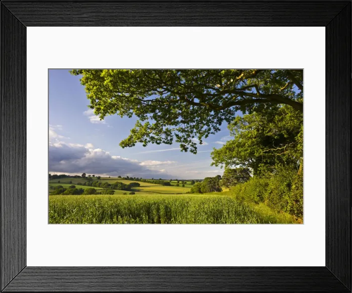 Framed Print : Summer crop field and rolling countryside near Broomhill, Mid Devon, England. Summer Framed Print : Summer crop field and rolling countryside near Broomhill, Mid Devon, England. Summer