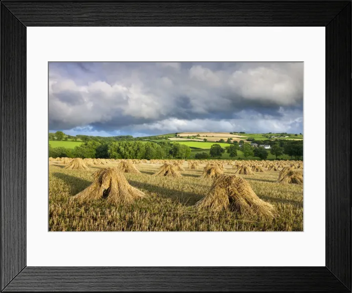 Framed Print : Harvested corn stacked traditionally in stooks, Coldridge, Mid Devon, England. Summer Framed Print : Harvested corn stacked traditionally in stooks, Coldridge, Mid Devon, England. Summer