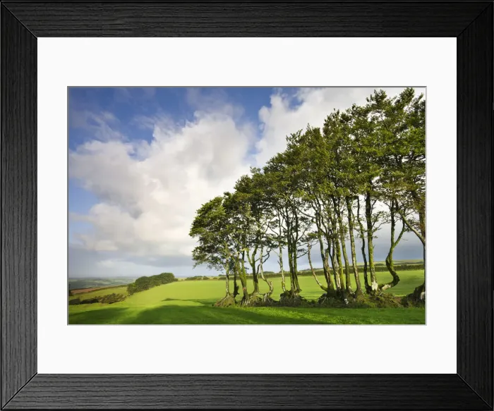 Framed Print : Exmoor beech hedge in a field near North Radworthy, Exmoor National Park, Devon, England Framed Print : Exmoor beech hedge in a field near North Radworthy, Exmoor National Park, Devon, England