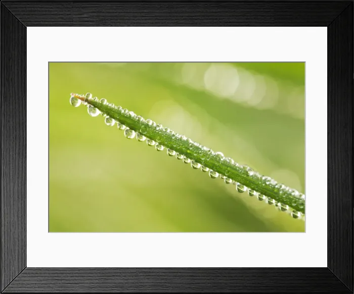 Framed Print : Dew Drops on Grass, Norfolk, England Framed Print : Dew Drops on Grass, Norfolk, England