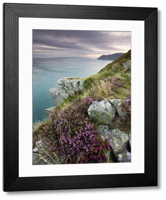 Framed Print : Flowering heather on the clifftops of the Valley of Rocks, looking east towards Foreland Framed Print : Flowering heather on the clifftops of the Valley of Rocks, looking east towards Foreland