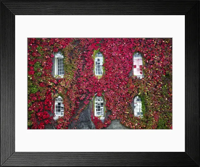 Framed Print : Gothic Windows & Virginia Creeper, Cambridge, Cambridgeshire, England Framed Print : Gothic Windows & Virginia Creeper, Cambridge, Cambridgeshire, England
