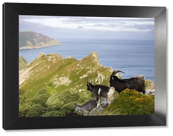 Wild goats roaming the clifftops at Valley of Rocks, Exmoor National Park, Devon, England