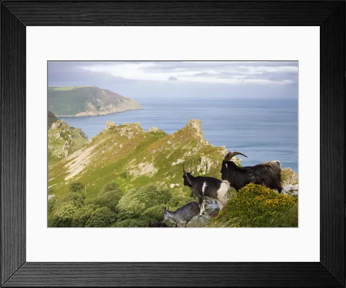 Framed Print : Wild goats roaming the clifftops at Valley of Rocks, Exmoor National Park, Devon, England Framed Print : Wild goats roaming the clifftops at Valley of Rocks, Exmoor National Park, Devon, England