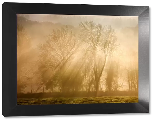 Sunlight bursting through mist covered trees, Near Okehampton, Devon, England. Winter