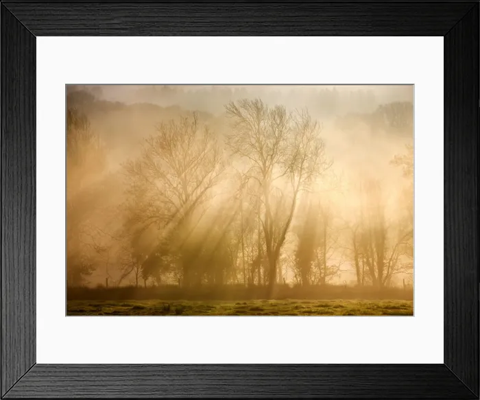 Framed Print : Sunlight bursting through mist covered trees, Near Okehampton, Devon, England. Winter Framed Print : Sunlight bursting through mist covered trees, Near Okehampton, Devon, England. Winter