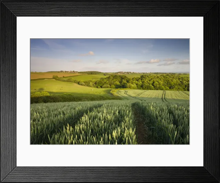 Framed Print : Summer crop field in rural mid Devon looking towards the village of Morchard Bishop Framed Print : Summer crop field in rural mid Devon looking towards the village of Morchard Bishop