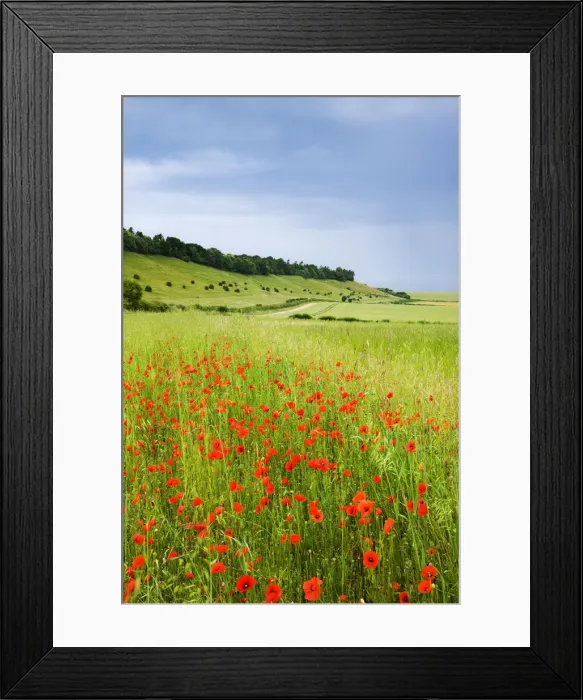 Framed Print : Wild poppies flowering in countryside near the village of West Dean, Wiltshire, England Framed Print : Wild poppies flowering in countryside near the village of West Dean, Wiltshire, England