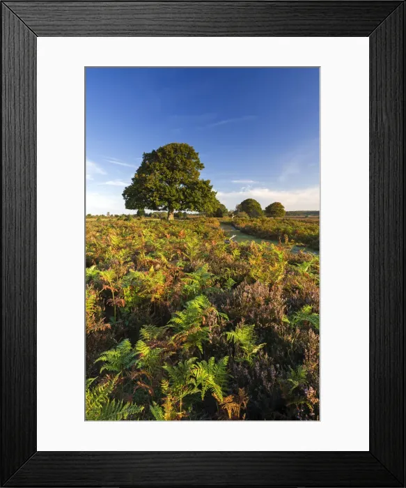 Framed Print : Colourful heathland of the New Forest National Park, Hampshire, England Framed Print : Colourful heathland of the New Forest National Park, Hampshire, England
