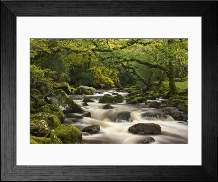 Framed Print : River Plym plunges past moss covered boulders on its course through Dewerstone Wood Framed Print : River Plym plunges past moss covered boulders on its course through Dewerstone Wood