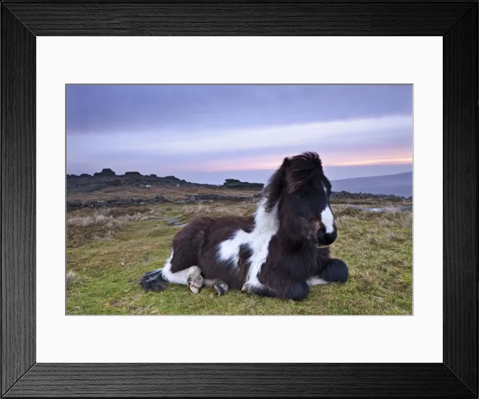 Framed Print : Shetland Pony resting on Dartmoor moorland at sunrise, Belstone Tor, Dartmoor, Devon Framed Print : Shetland Pony resting on Dartmoor moorland at sunrise, Belstone Tor, Dartmoor, Devon