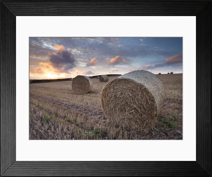 Framed Print : Bales in a harvested corn field at sunset, Devon, England. Summer (September) Framed Print : Bales in a harvested corn field at sunset, Devon, England. Summer (September)