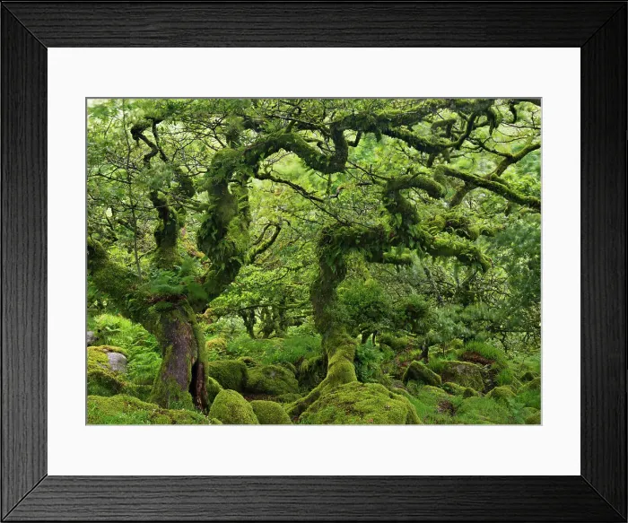 Framed Print : Stunted Oaks in Wistmans Wood SSSI in Dartmoor, Devon, England. Summer (July) Framed Print : Stunted Oaks in Wistmans Wood SSSI in Dartmoor, Devon, England. Summer (July)