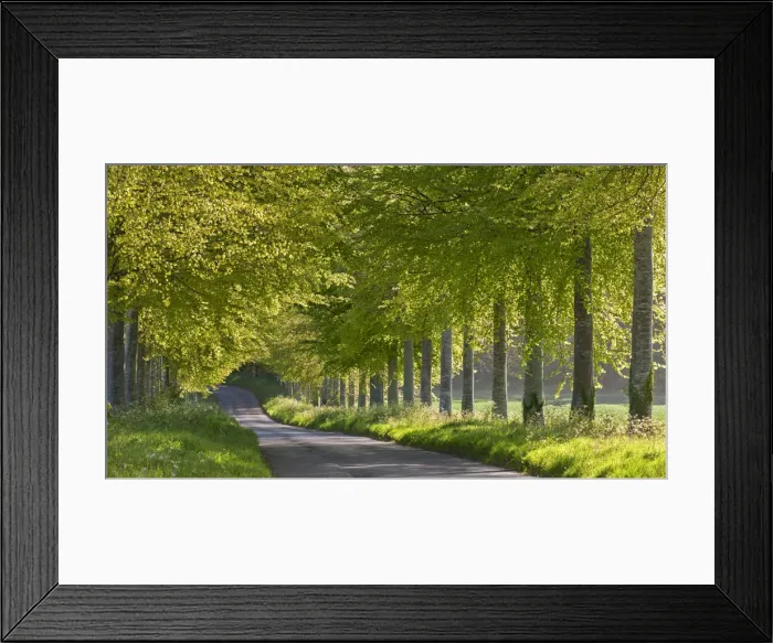 Framed Print : Tree lined country lane in Springtime, Dorset, England Framed Print : Tree lined country lane in Springtime, Dorset, England