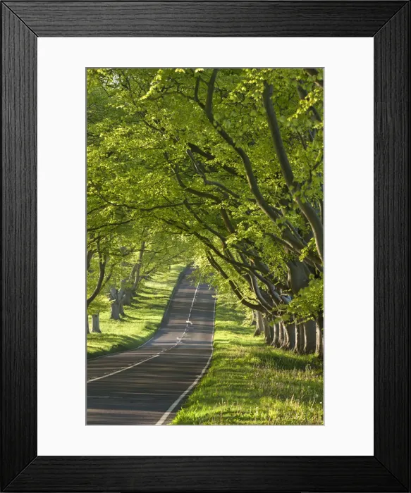 Framed Print : Kingston Lacy Beech lined avenue with road near Badbury Rings, Dorset, England. Spring Framed Print : Kingston Lacy Beech lined avenue with road near Badbury Rings, Dorset, England. Spring