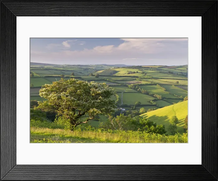 Framed Print : Hawthorn tree with blossom at The Punchbowl on Winsford Hill, Exmoor, Somerset, England Framed Print : Hawthorn tree with blossom at The Punchbowl on Winsford Hill, Exmoor, Somerset, England