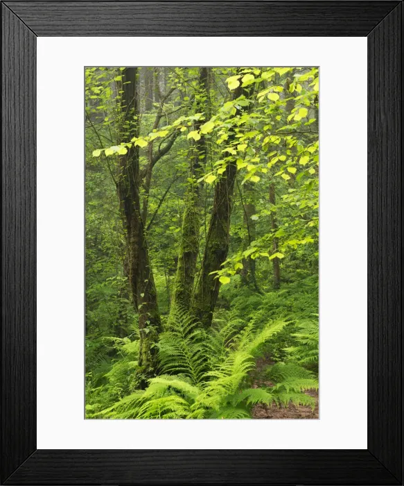 Framed Print : Verdant woodland in mid Devon, England. Summer (June) Framed Print : Verdant woodland in mid Devon, England. Summer (June)