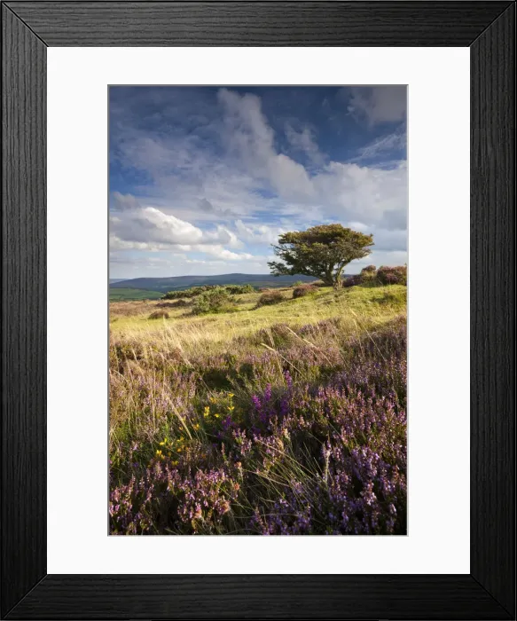 Framed Print : Heather and hawthorn treee on Porlock Common, Exmoor, Somerset. Summer Framed Print : Heather and hawthorn treee on Porlock Common, Exmoor, Somerset. Summer