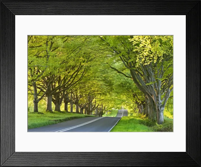 Framed Print : Beech tree lined road in springtime, Nr Wimborne, Dorset, England. Spring Framed Print : Beech tree lined road in springtime, Nr Wimborne, Dorset, England. Spring
