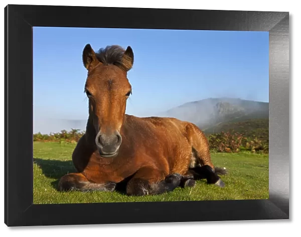 Dartmoor Pony foal resting on open moorland, Dartmoor, Devon, England. Autumn