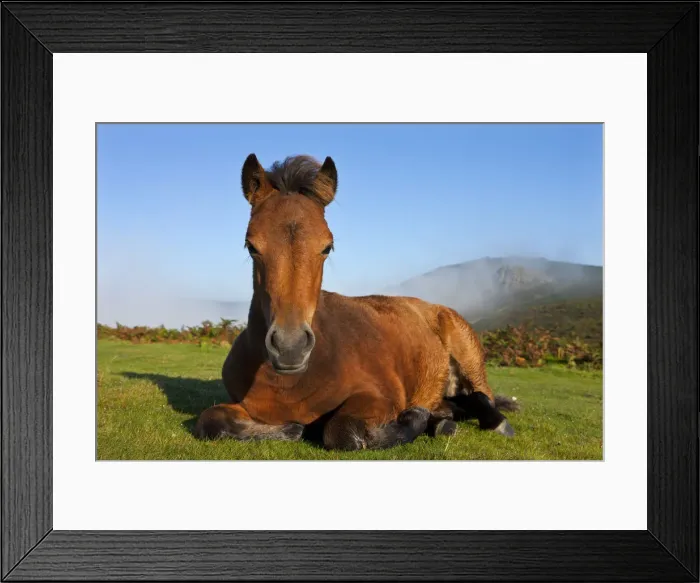 Framed Print : Dartmoor Pony foal resting on open moorland, Dartmoor, Devon, England. Autumn Framed Print : Dartmoor Pony foal resting on open moorland, Dartmoor, Devon, England. Autumn