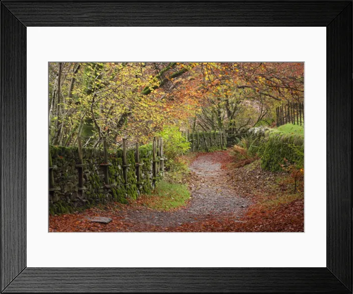 Framed Print : Footpath through autumnal woodland near Grasmere, Lake District, Cumbria, England. Autumn Framed Print : Footpath through autumnal woodland near Grasmere, Lake District, Cumbria, England. Autumn
