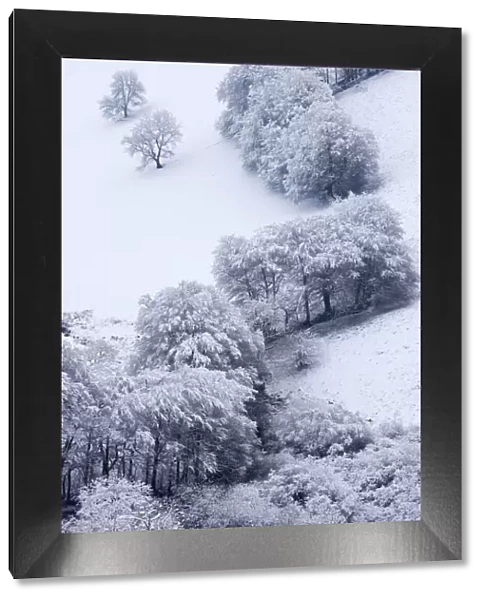 Trees in snow at the Punchbowl, Exmoor National Park, Somerset, England. Winter