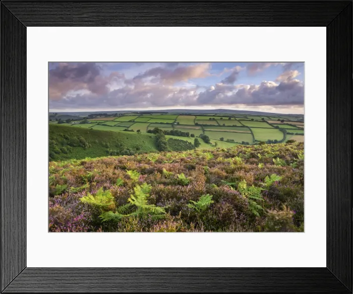 Framed Print : Heather and bracken on Winsford Hill, Exmoor, Somerset, England. Summer Framed Print : Heather and bracken on Winsford Hill, Exmoor, Somerset, England. Summer