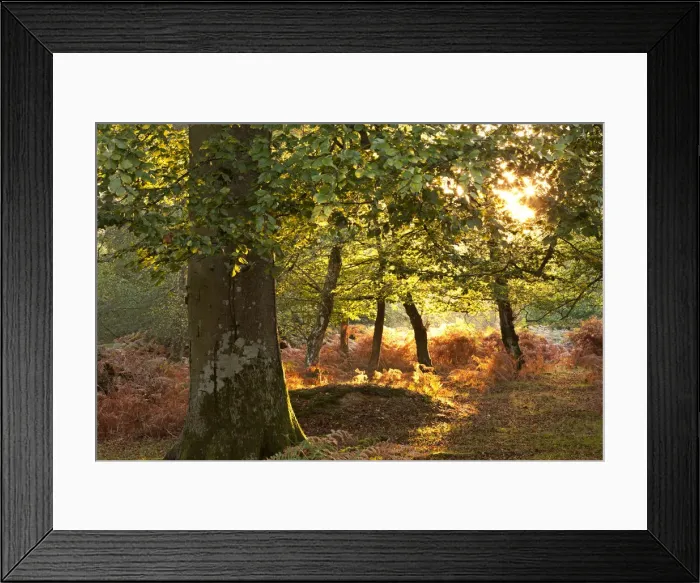 Framed Print : Early morning sunlight illuminates an autumnal deciduous woodland in the New Forest Framed Print : Early morning sunlight illuminates an autumnal deciduous woodland in the New Forest