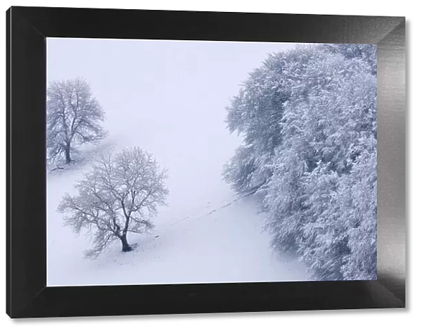 Snow covered trees in The Punchbowl, Exmoor, Somerset, England. Winter