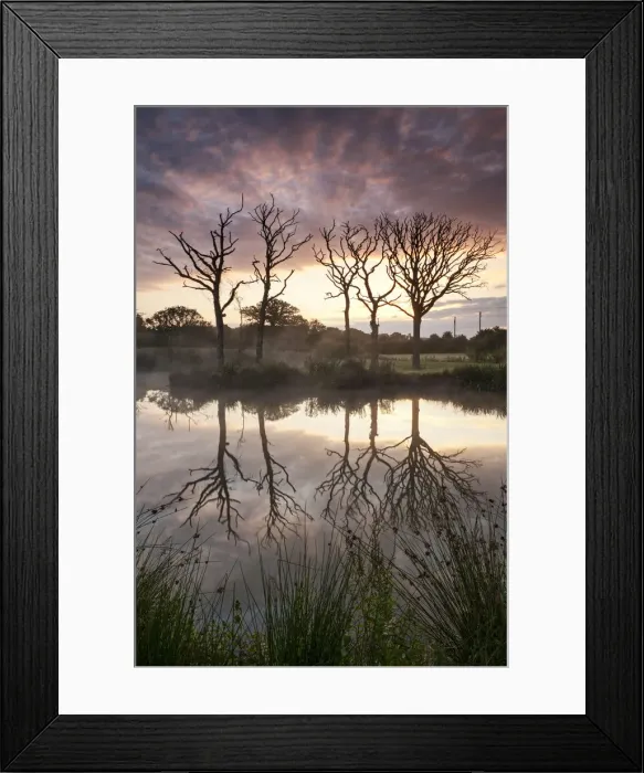 Framed Print : Magnificent sunrise behind dead trees and lake reflections, Morchard Road, Devon, England Framed Print : Magnificent sunrise behind dead trees and lake reflections, Morchard Road, Devon, England