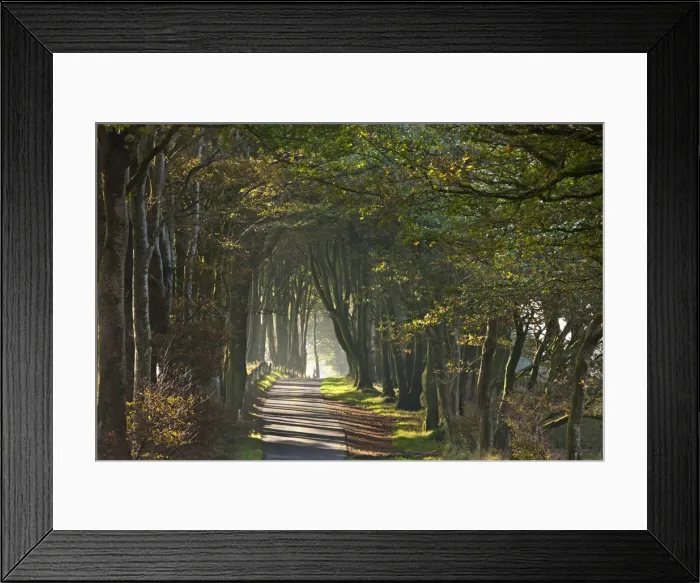 Framed Print : Autumnal tree lined lane, Dartmoor, Devon, England. Autumn Framed Print : Autumnal tree lined lane, Dartmoor, Devon, England. Autumn