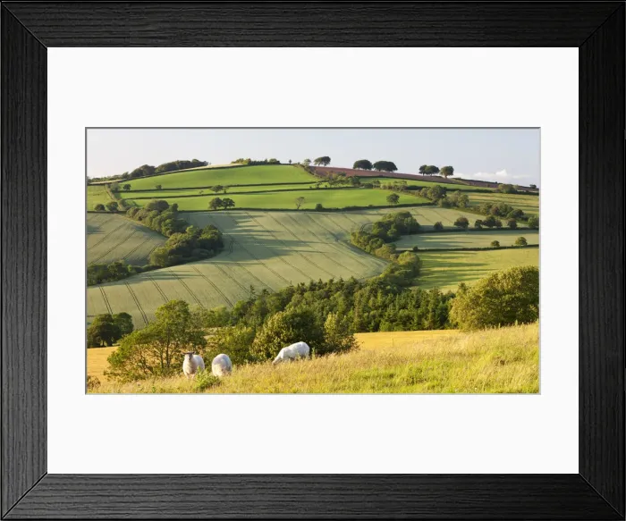 Framed Print : Sheep grazing in rolling countryside, Raddon Hills, Devon, England. Summer Framed Print : Sheep grazing in rolling countryside, Raddon Hills, Devon, England. Summer