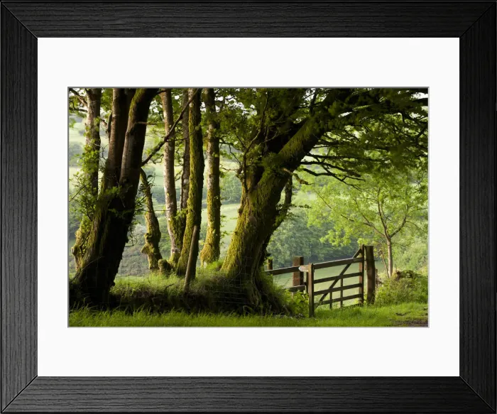 Framed Print : Public Bridleway through trees and countryside, Exmoor National Park, Somerset, England Framed Print : Public Bridleway through trees and countryside, Exmoor National Park, Somerset, England