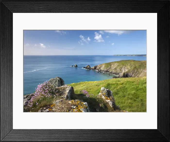 Framed Print : Sea thrift flowering on the clifftops above Carrick Luz, with views to the Lizard Framed Print : Sea thrift flowering on the clifftops above Carrick Luz, with views to the Lizard