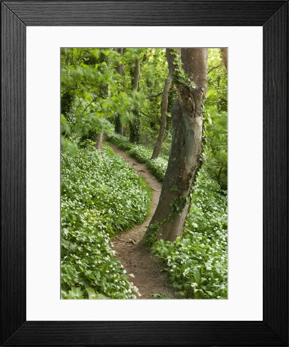 Framed Print : Footpath through woodland carpeted with Ramsons, Devon, England. Spring Framed Print : Footpath through woodland carpeted with Ramsons, Devon, England. Spring