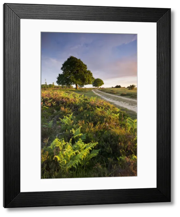 Framed Print : Trees and bracken on the New Forest heathland in the Springtime, Hampshire, England Framed Print : Trees and bracken on the New Forest heathland in the Springtime, Hampshire, England