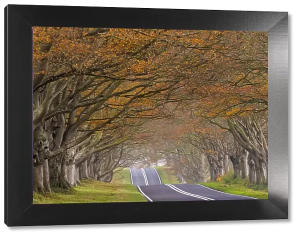 Country road passing through a tunnel of colourful autumnal beech trees, Dorset, England