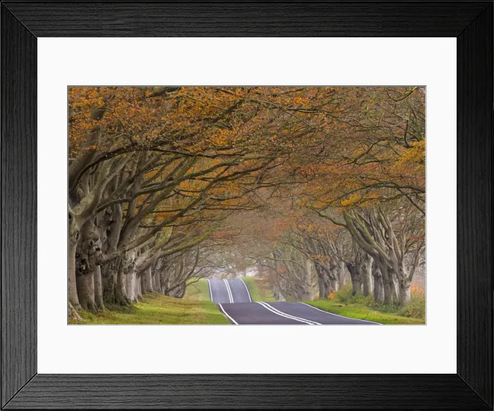 Framed Print : Country road passing through a tunnel of colourful autumnal beech trees, Dorset, England Framed Print : Country road passing through a tunnel of colourful autumnal beech trees, Dorset, England