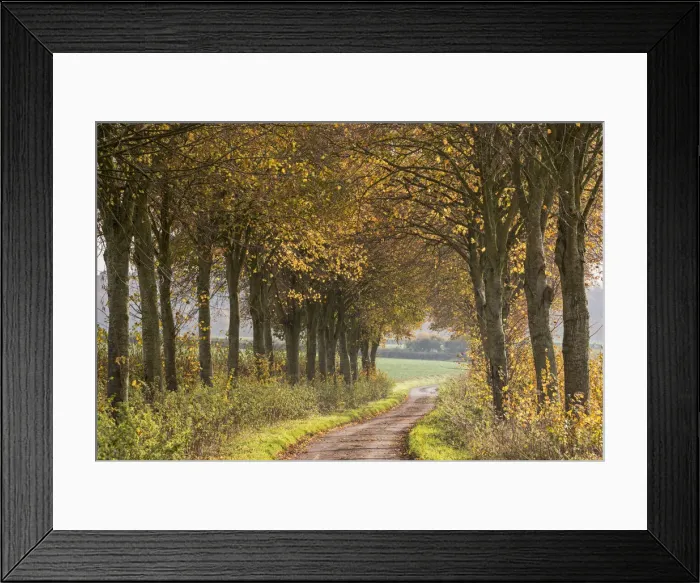 Framed Print : Country lane leading through an avenue of colourful autumnal trees, Dorset, England Framed Print : Country lane leading through an avenue of colourful autumnal trees, Dorset, England