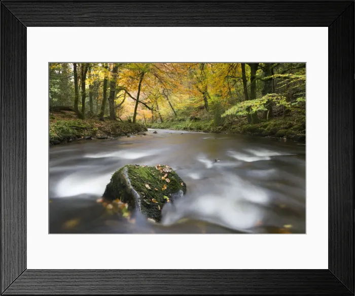 Framed Print : Autumn foliage surrounds the River Teign near Fingle Bridge, Dartmoor National Park Framed Print : Autumn foliage surrounds the River Teign near Fingle Bridge, Dartmoor National Park