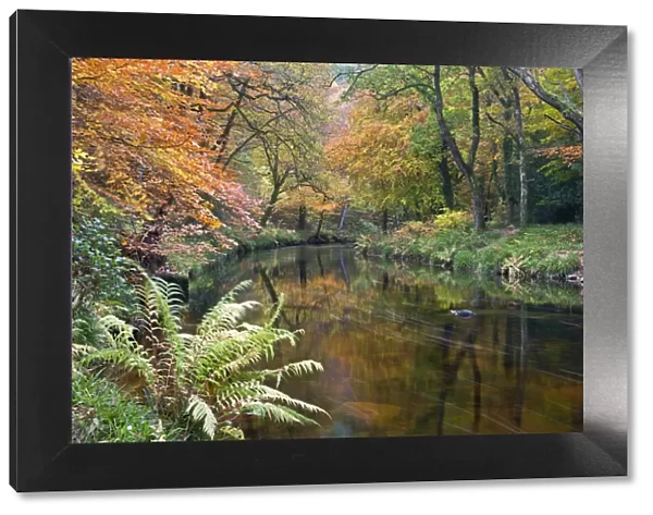 The River Teign surrounded by autumnal foliage, near Fingle Bridge in Dartmoor National