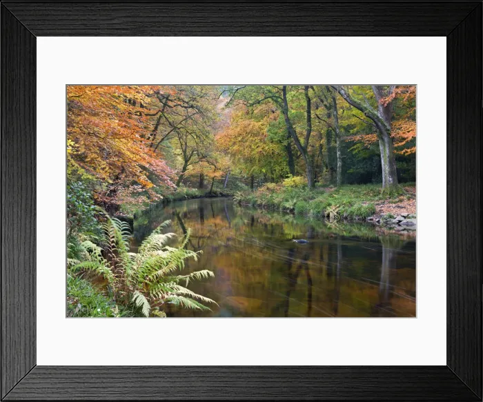 Framed Print : The River Teign surrounded by autumnal foliage, near Fingle Bridge in Dartmoor National Framed Print : The River Teign surrounded by autumnal foliage, near Fingle Bridge in Dartmoor National