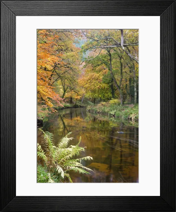 Framed Print : Beautiful Autumnal colours line the banks of the River Teign at Fingle Bridge, Dartmoor