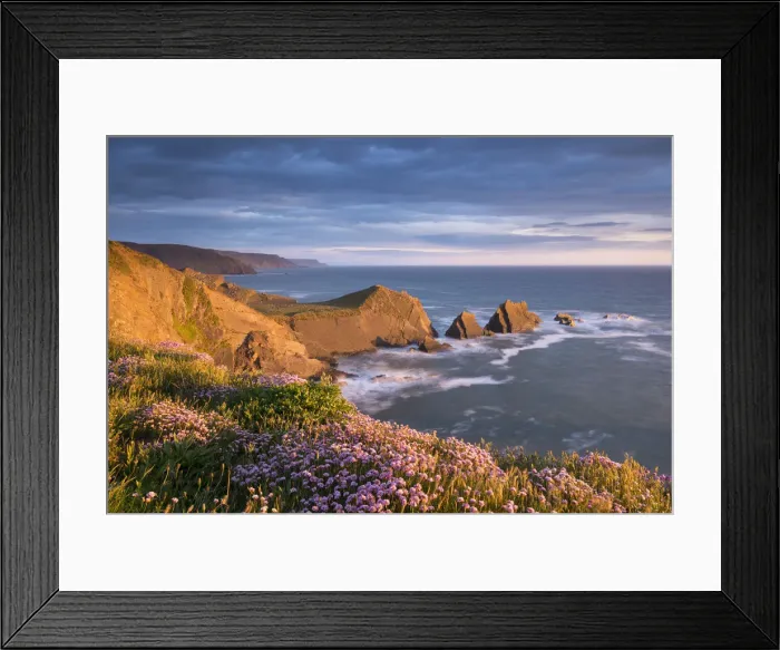 Framed Print : Beautiful sea pink wildflowers on the clifftops above Screda Point, Hartland Quay Framed Print : Beautiful sea pink wildflowers on the clifftops above Screda Point, Hartland Quay