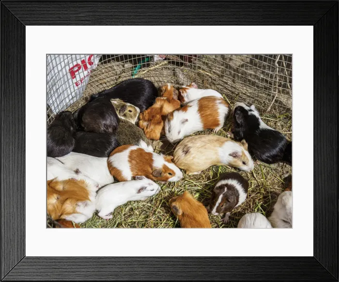 Framed Print : Saturday Livestock Market, Otavalo, Imbabura Province, Ecuador Framed Print : Saturday Livestock Market, Otavalo, Imbabura Province, Ecuador