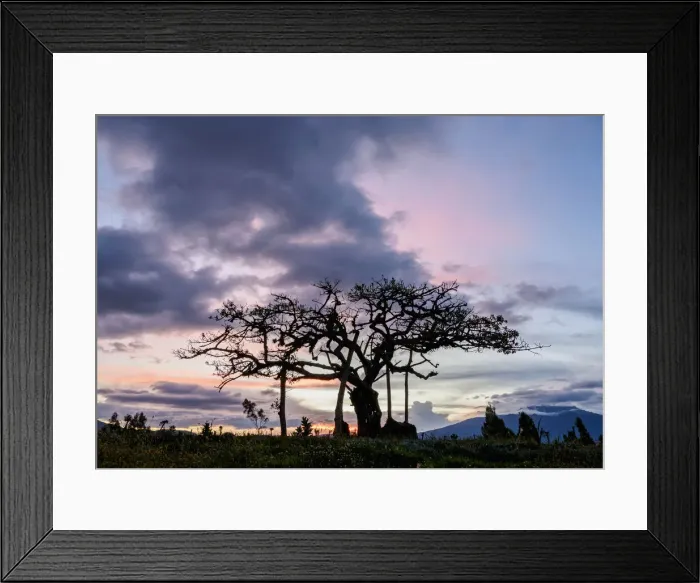 Framed Print : El Lechero Sacred Tree at sunset, Pucara de Rey Loma, Otavalo, Imbabura Province, Ecuador Framed Print : El Lechero Sacred Tree at sunset, Pucara de Rey Loma, Otavalo, Imbabura Province, Ecuador