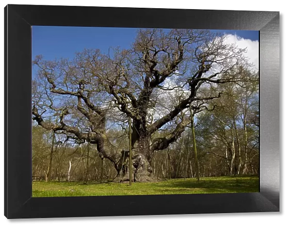 Nottinghamshire, UK. The Ancient Major Oak in sherwood forest was the alleged hiding
